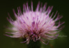 They Call It &#039;Thistle,&#039; Like That&#039;S A Bad Thing. We Think Thistle Is Rather Pretty.