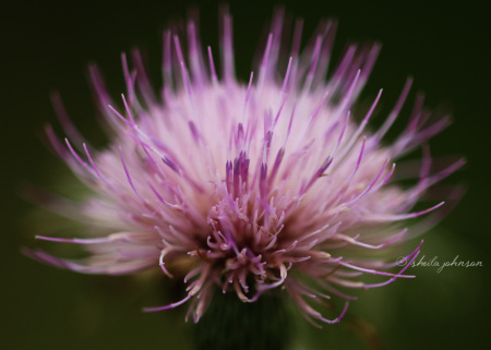 They call it 'thistle,' like that's a bad thing. We think thistle is rather pretty.