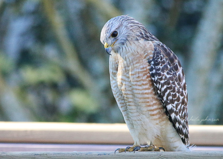 A Red-Shouldered Hawk wonders if it's worth its energy to go after a juicy worm.