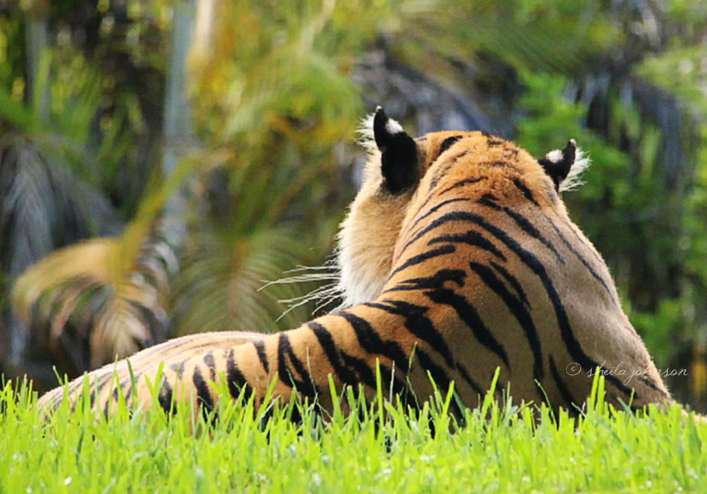As The Quote Goes, 'The Tiger Does Not Concern Himself With The Opinions Of Sheep.' Clearly, This Sumatran Tiger, Berani, A Male, Thinks Zoo Miami Visitors Are Sheep, Because He Couldn't Care Less That We Are Waiting For Him To Turn Around.
