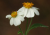This Is Bidens Alba, Commonly Known As Spanish Needles. Though It Looks Like A Daisy (And I Call Them Daisies), They're Actually In The Aster Family Of Flowers.