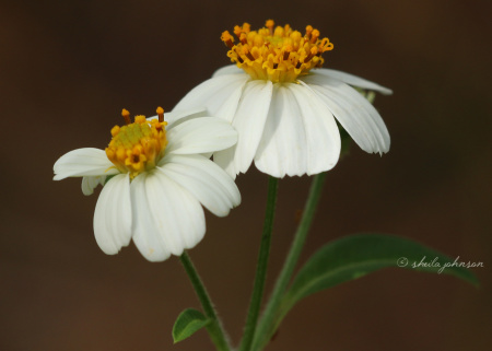 This is Bidens Alba, commonly known as Spanish Needles. Though it looks like a daisy (and I call them daisies), they're actually in the Aster family of flowers.