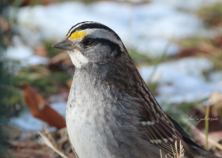 With a name like 'White-Throated Sparrow,' I expected a rather dull-looking fellow. Surely, the little yellow spots by their eyes are deserving of mention in their moniker, Mr. Namer of Bird Species!?