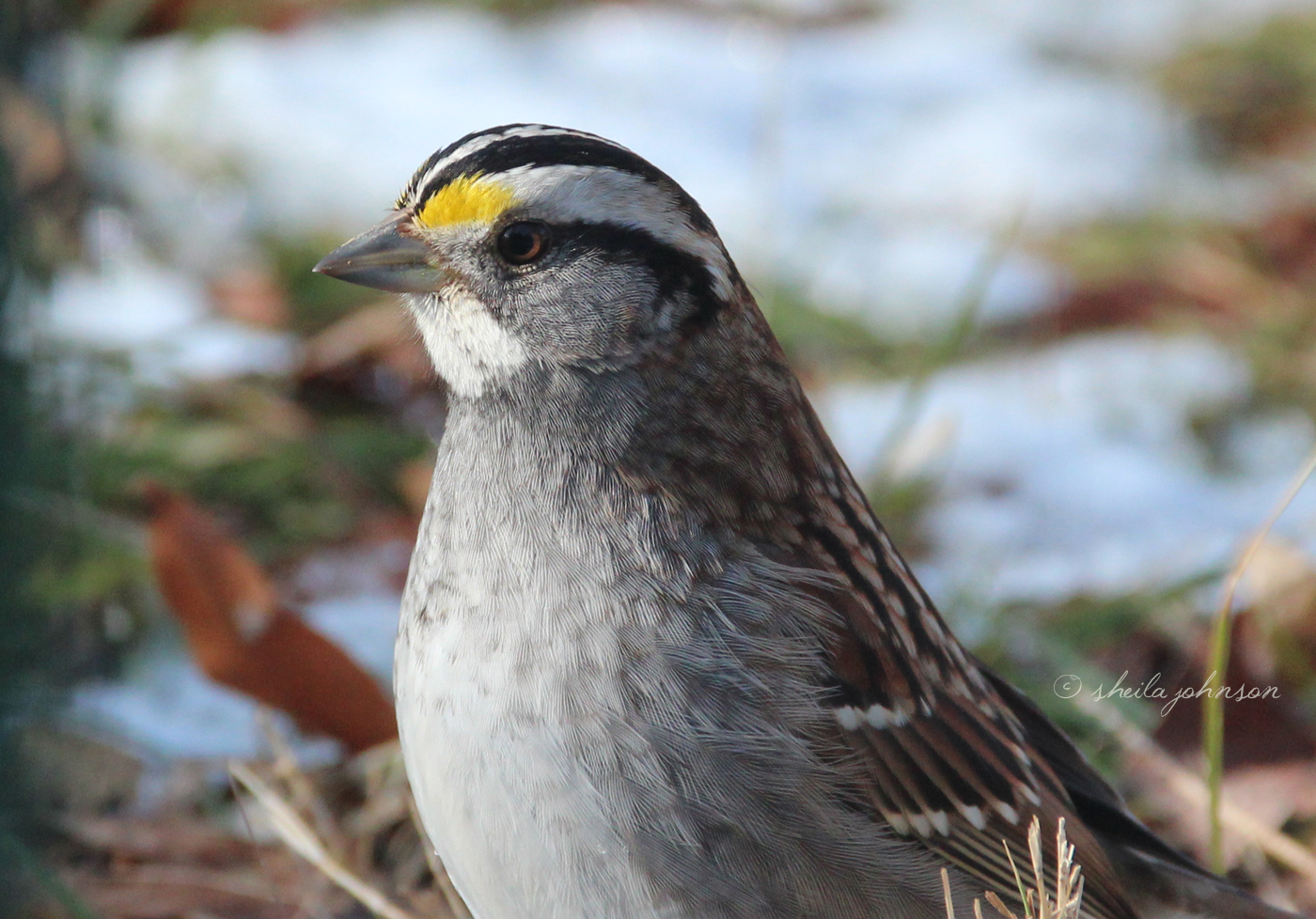 With A Name Like &#039;White-Throated Sparrow,&#039; I Expected A Rather Dull-Looking Fellow. Surely, The Little Yellow Spots By Their Eyes Are Deserving Of Mention In Their Moniker, Mr. Namer Of Bird Species!?