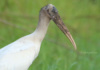 The Wood Stork Is The Only Stork That Breeds In North America. It Was Removed From The Endangered Species List In 2014 And Is Now Classified As &#039;Threatened.&#039;