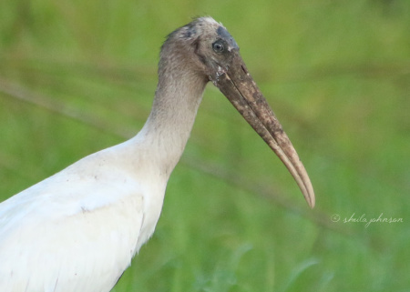The Wood Stork is the only stork that breeds in North America. It was removed from the endangered species list in 2014 and is now classified as 'threatened.'