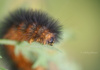 The Banded Woolly Bear Caterpillar Isn&#039;T Always Banded, But (Presuming It Gets To Adulthood) It Always Turns Into An Isabella Tiger Moth.