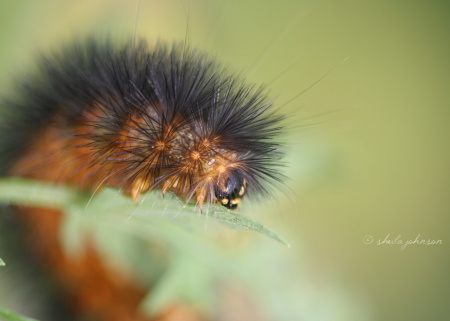 The Banded Woolly Bear Caterpillar isn't always banded, but (presuming it gets to adulthood) it always turns into an Isabella Tiger Moth.