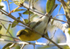 A Florida Winter Visitor, This Yellow-Throated Vireo Sits Still For Just An Instant -- That&#039;S Long Enough To Capture The Shot!