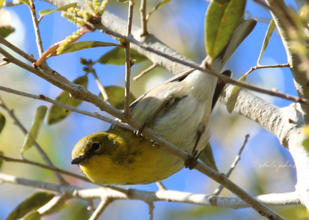 A Florida winter visitor, this Yellow-Throated Vireo sits still for just an instant -- that's long enough to capture the shot!