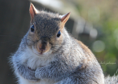 This Gray Squirrel is so cute and hard to resist. Sadly, I has no nuts to give you, big guy. It looks like someone else may have shared alllll their nuts with you already!