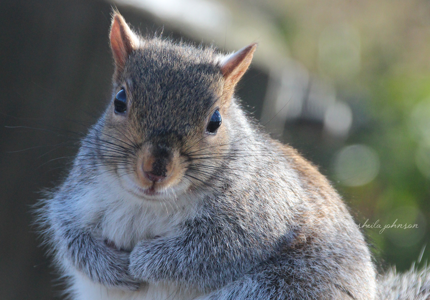 This Gray Squirrel Is So Cute And Hard To Resist. Sadly, I Has No Nuts To Give You, Big Guy. It Looks Like Someone Else May Have Shared Alllll Their Nuts With You Already!