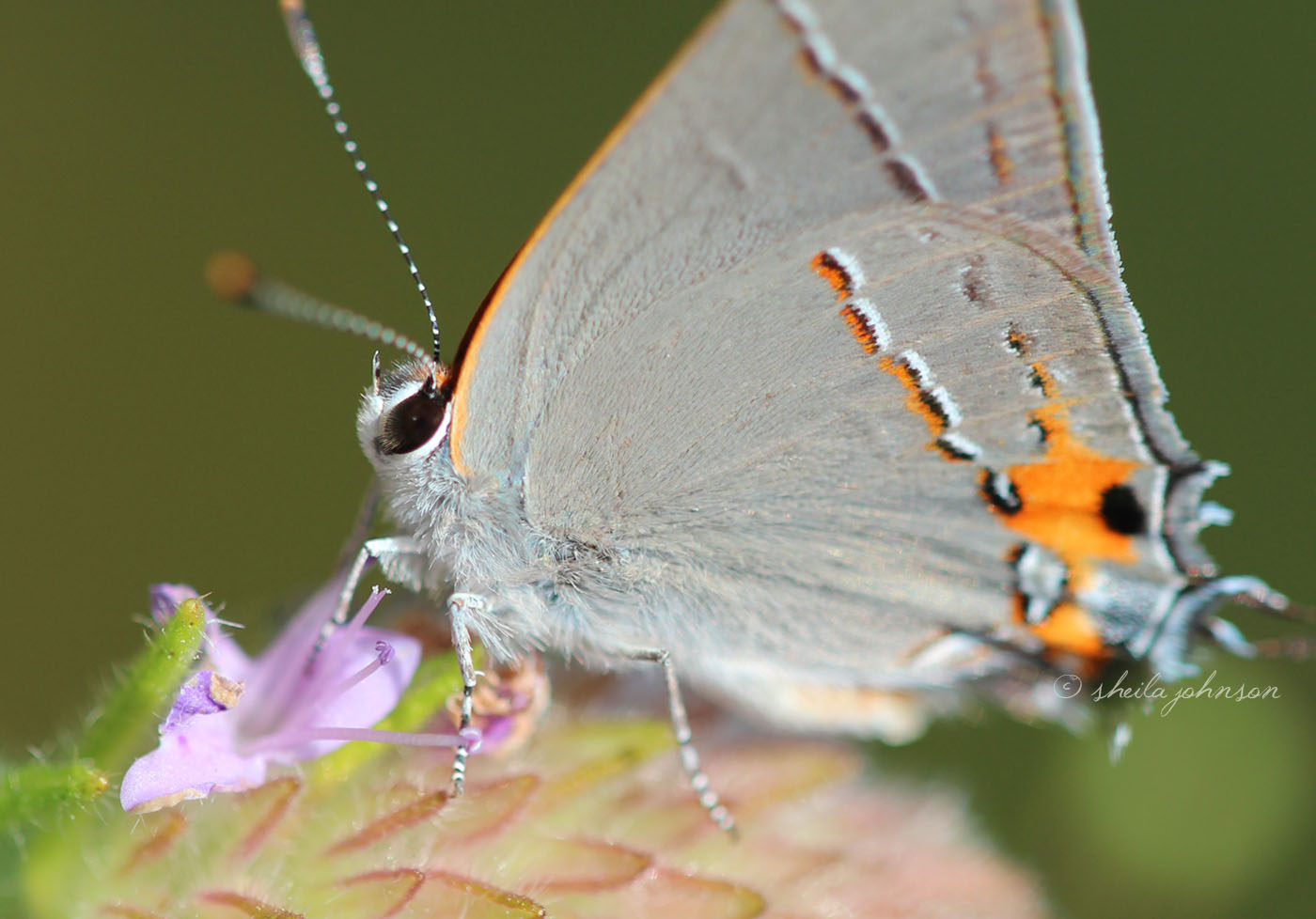 In The Heat Of The Florida Summer At Allapattah Flats In Palm City, Florida, You Can Find The Bartram's Scrub Hairstreak Butterfly Flitting About Among The Wildflowers, As Well As Many Other Butterfly Species. There Are Few Ways As Fabulous As This To Play Hookie!