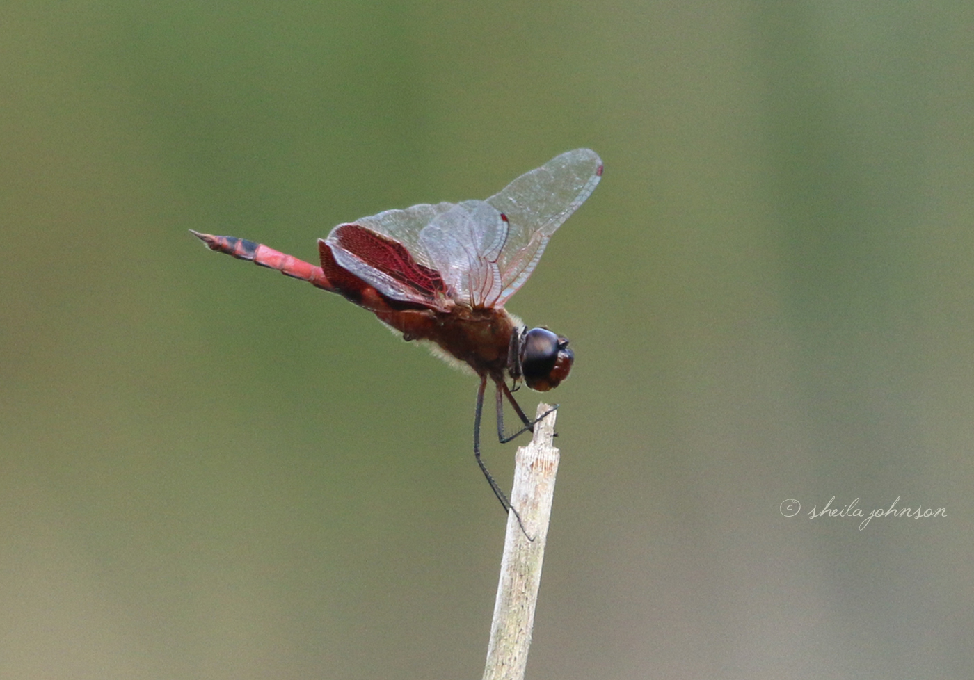 This Roseate Skimmer Red Dragonfly Knows To Hang On Loosely, But Don't Let Go, Just Like 38 Special!