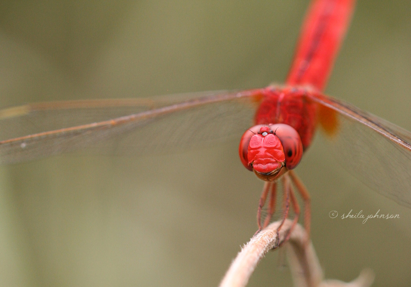 This Red Scarlet Skimmer, Also Known As A Crimson Darter, Dragonfly Appears To Know Just How Special He Is. This Image Is Available On Motivational Prints, Canvas, And Other Home Decor And Office Accent Products Here.