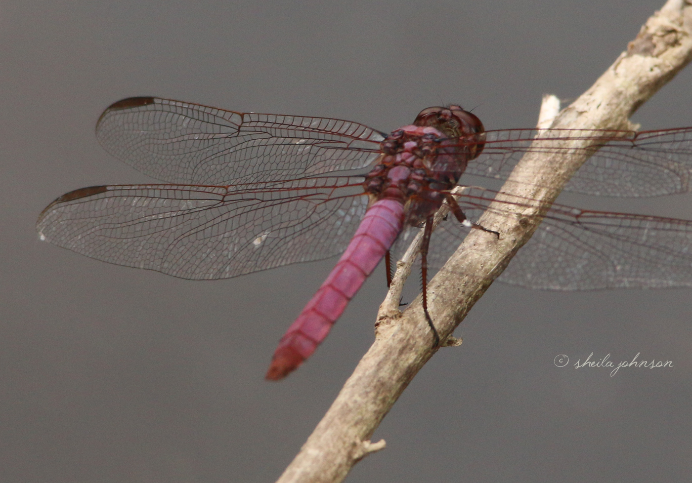 The Roseate Skimmer Dragonfly Is One Of The Prettiest We&#039;Ve Seen In The Wild. One Would Think &#039;Roseate,&#039; As In Spoonbill, Would Mean Pink. These Are Pretty Shades Of Purple, However.